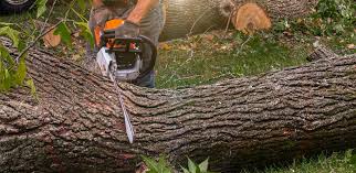 Best Tree Maintenance Programs  in Canby, OR