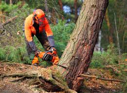 Best Lawn Grading and Leveling  in Canby, OR