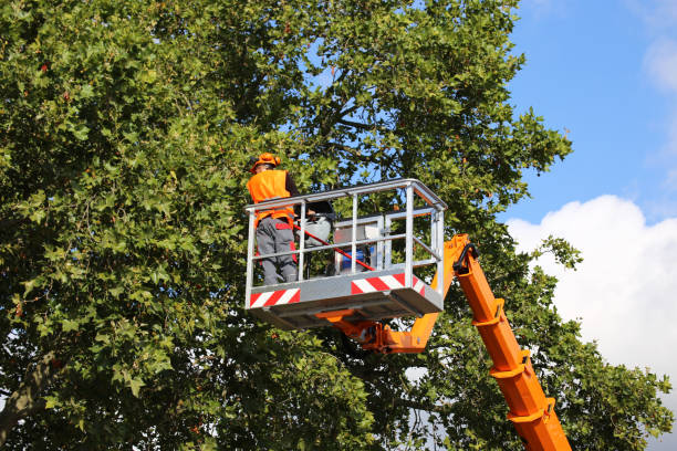 Best Firewood Processing and Delivery  in Canby, OR