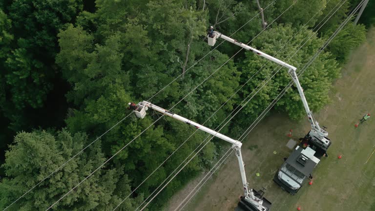 Why Choose Our Tree Removal Services in Canby, OR?