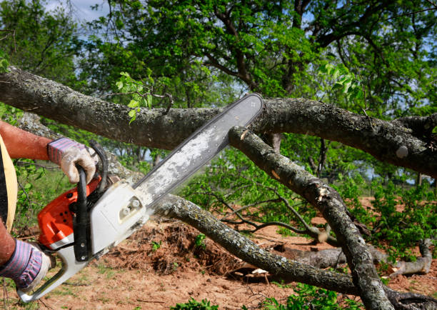 Best Tree Preservation Services  in Canby, OR