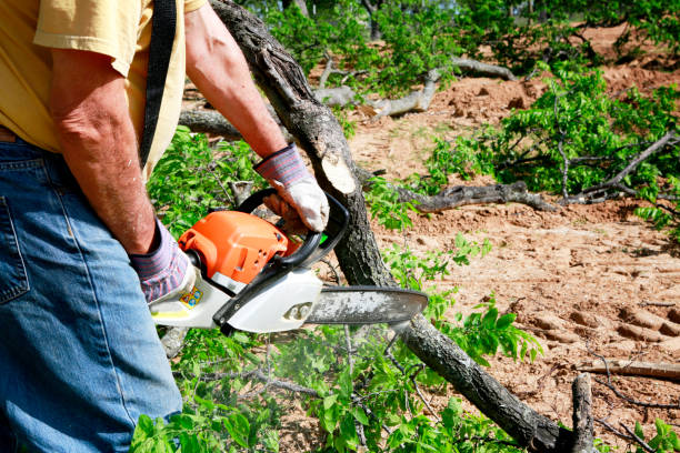 Reliable Canby, OR  Tree Services Solutions